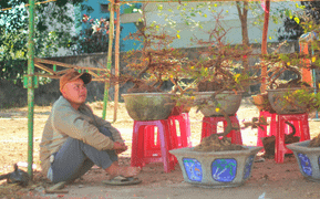 Dân đợi 30 Tết mới đi mua hoa Tết, người bán khóc ròng